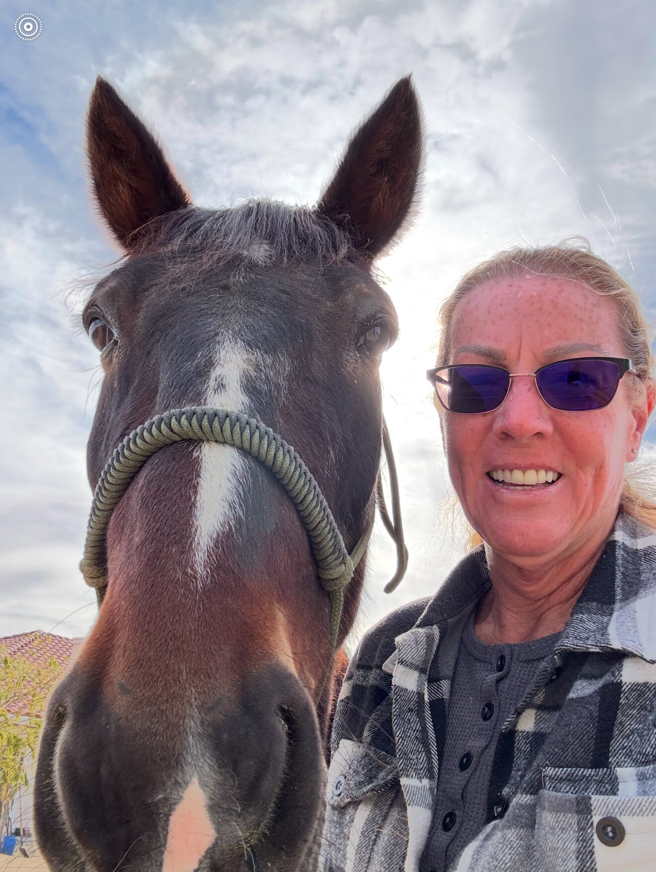 About Sorgenfri Wild Horse Refuge About Sorgenfri Wild Horse Refuge